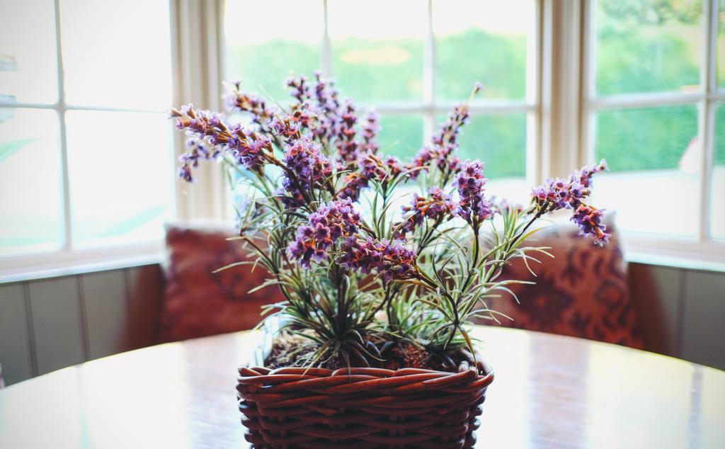 Hotel Hambro Arms Milton Abbas Zewnętrze zdjęcie